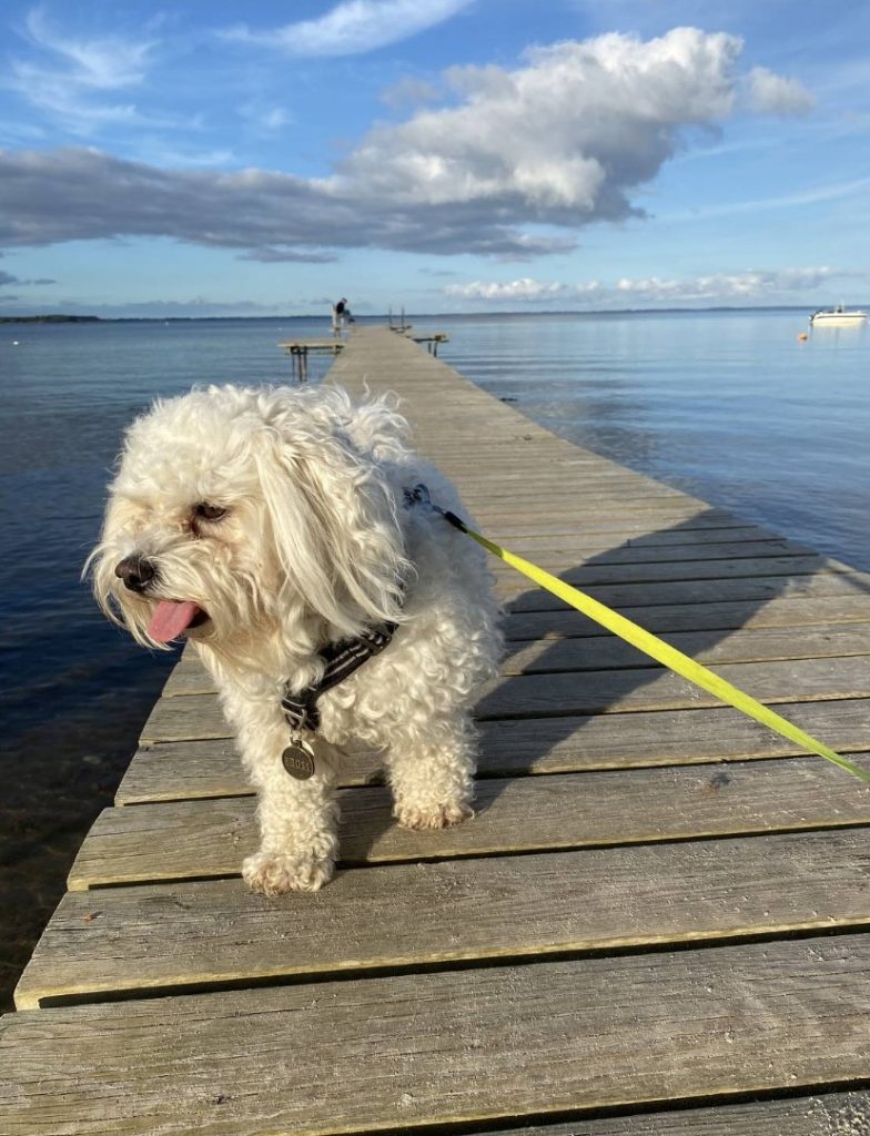 Lui på brygga Lui på brygga